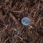 shredded_cedar