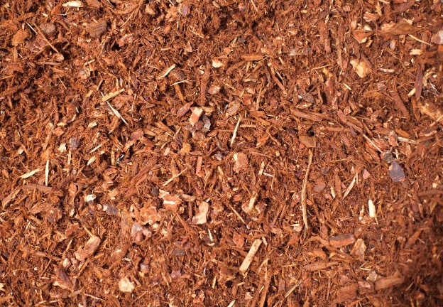 Medium Fir