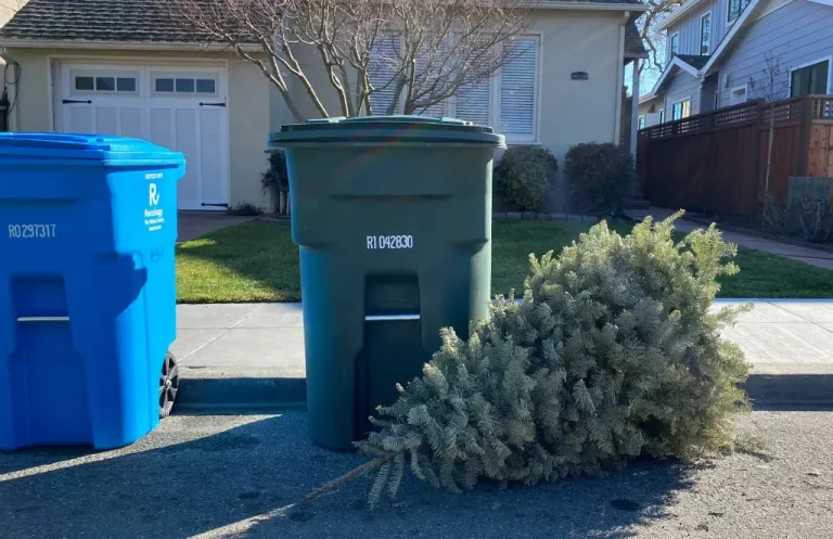 2023 Tree-Cycling at the Curb Image