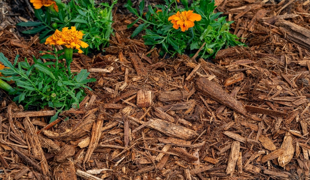 Mulch pile