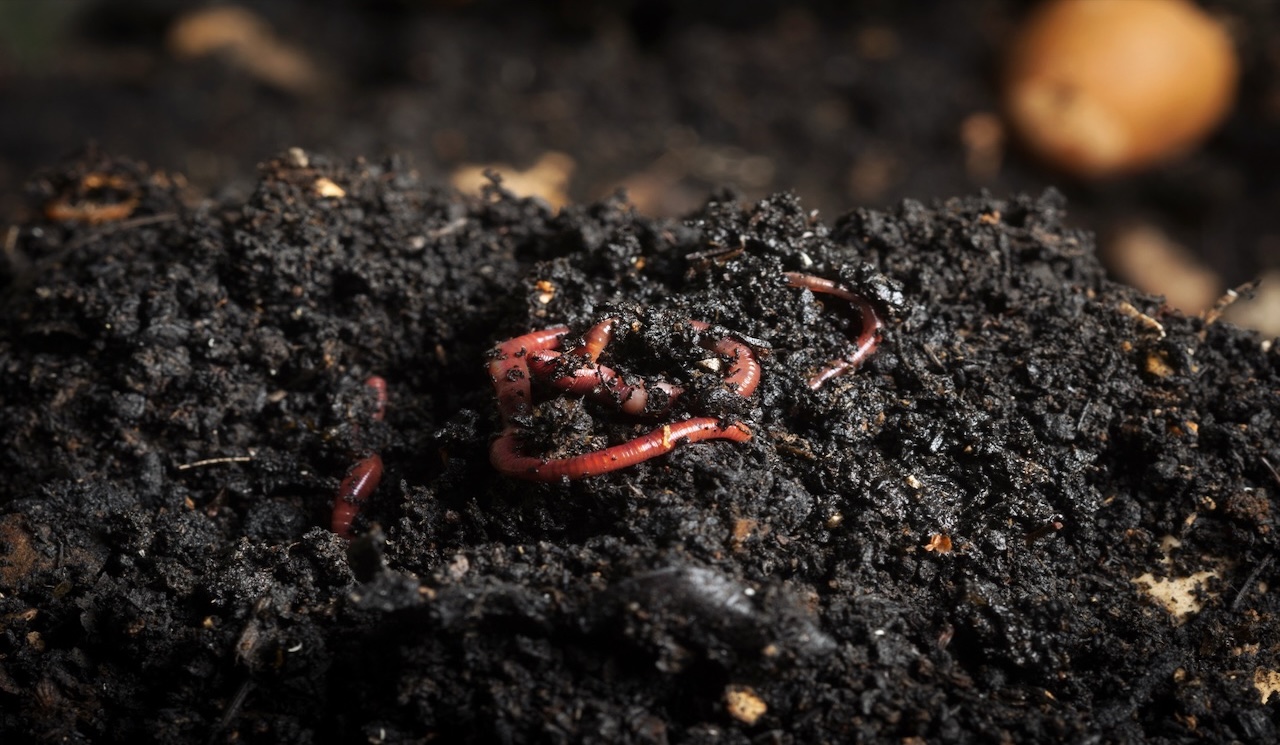 Vermi Compost